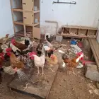 دجاج بياض