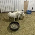 4 رفيديات دفيع