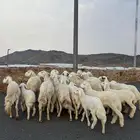 غنم خلفات حريات