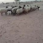 غنم نعيمي