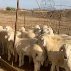 من الان مرحبا ومسهلا بالجميع