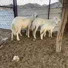 للبيع ضان ولد