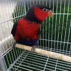 انثي لوري بلاك كاب للبيع