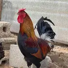 ديك عربي فري احمر