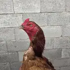 دجاج بكستاني سندي