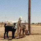 بيعت الله يبارك له عنز مصريه متوم وتيس فحل
