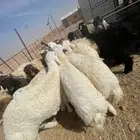 ذبايح للبيع