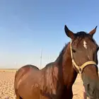 حصان فرنسي مستورد