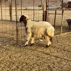 رخل نعيميه لبانيه شحم