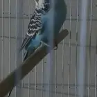 جوز بادجي