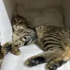 قطة ضائعه