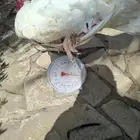 ذكور رومي لبيع