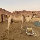 ناقه حره للبيع معها شهاده