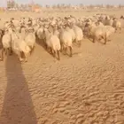 غنم نعيمي