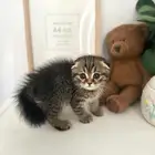 سكوتش فولد تايقر اقساط تابي