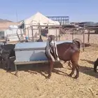 تيس هولندي مشروع فحل