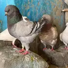جوزين كنق شرط منتجات وشرط صحه