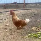 ديك لوهمان