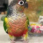 للبيع كنيور اليف