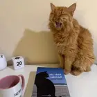 قطط اناث للتبني