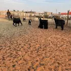 معزاء متابيع