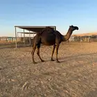 مجهم لقحه اقبل البدل بصفرا