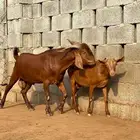 تيس هجين كلهاري ( تم البيع )