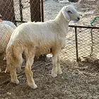 طلي حري تم البيع