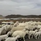 غنم 22 راس تحتها 22