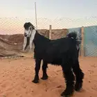 تيس عارضي صنف (مشروع فحل)