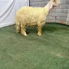 خروف نجدي ابيض
