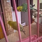 طيور للبيع مستعجل