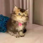 قطط سكوتش للبيع