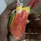 اناناس كنيور (انثى)