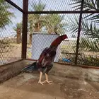 للبيع ديك تركي بيور