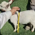 معزاء ماعز قزم