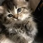 قطط صغيره للبيع المستعجل ب300