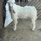 للبيع تيس ثني عارضي