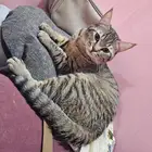 ذكر يطلب تزواج للتبني مجانا