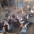 بط بلدي العمر من 9شهور الى سنه على السوم