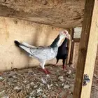 حمام
