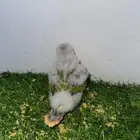 فروخ روز وكنيور بارخص سعر