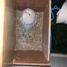 ببغاء