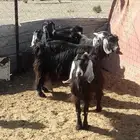 للبيع معزا عارضيات الموقع القراصه