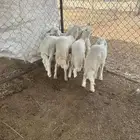 5بهم للبيع