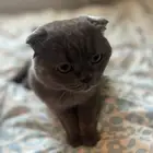 قط للتبني