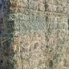 ذرة  جزانية للبيع جديد
