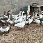 وز بلدي للبيع