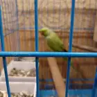 جوز ببغاء دره للبيع