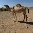 بكره لقحه في 9 شهور